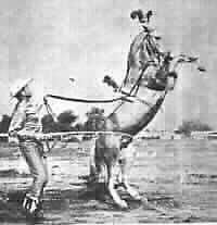 image Trigfoy and Carson