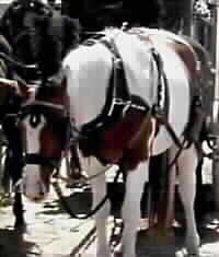 Fido hitched to funeral carriage
