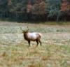 Elk in Cataloochie