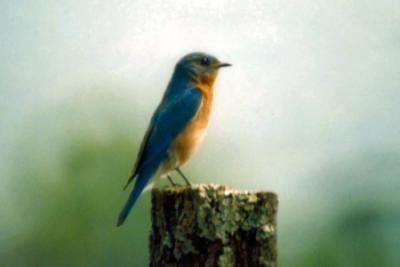 Bluebird in Cades