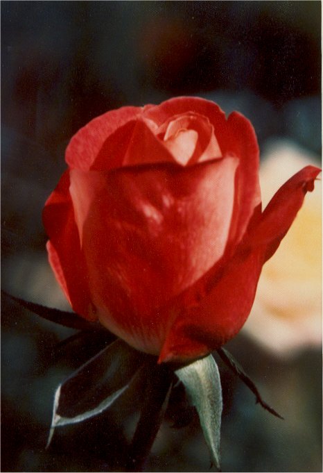 Rose Bud by Glen