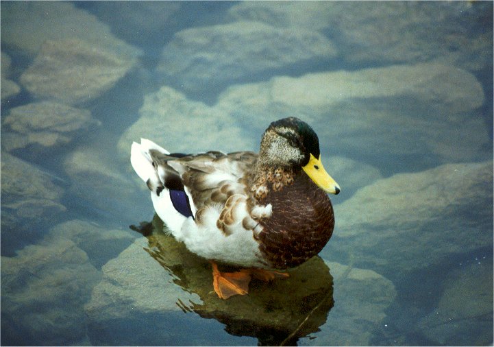 Duck by Shirley