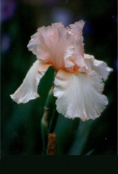 Iris by Shirley