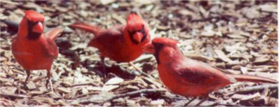 Cardinals by Dave