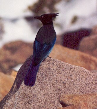 Stellar Jay by Dave