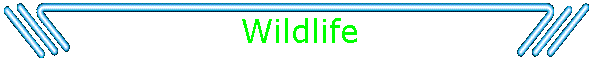 Wildlife