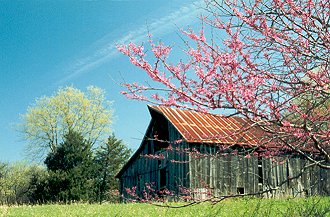 Autum Shed by Trish