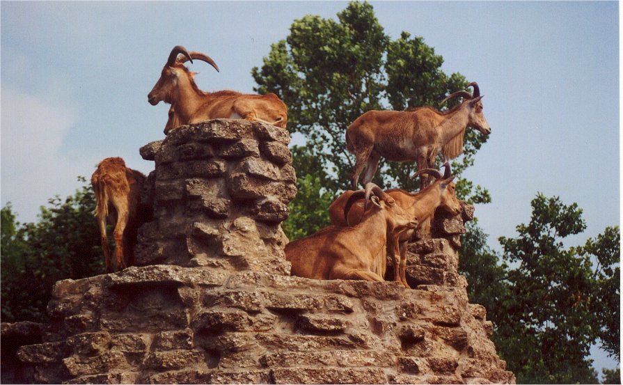 Mountain Goats by Dave