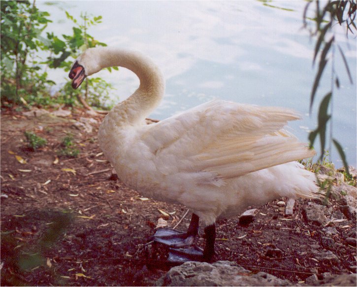 Swan by Charles