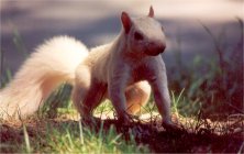 White Squarel by Sarah