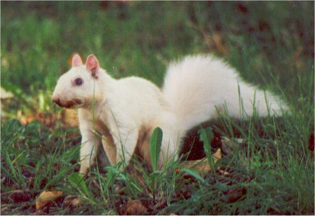 White Squarel by Sarah