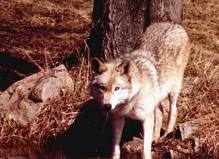 Drinking Wolf by Sarah