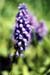 grape-hyacinth-rescan-june-