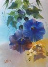 Morning Glories