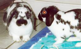 adoptable bunnies