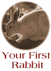 your first rabbit