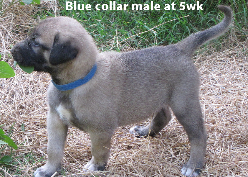 Blue male at five weeks old