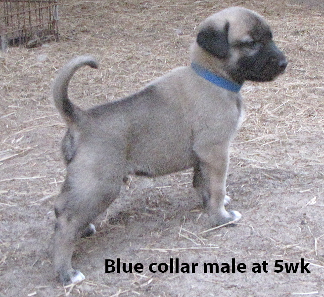 Blue male at five weeks old