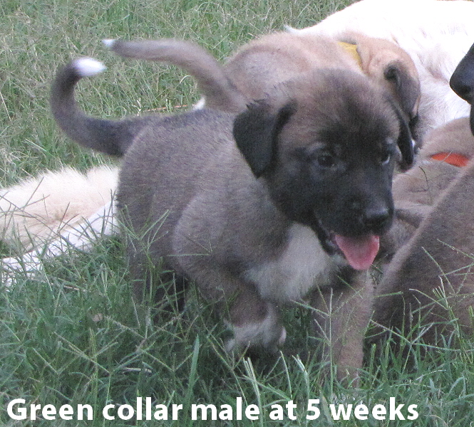 Green male at five weeks old