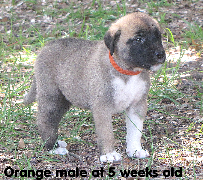 Orange male at five weeks old