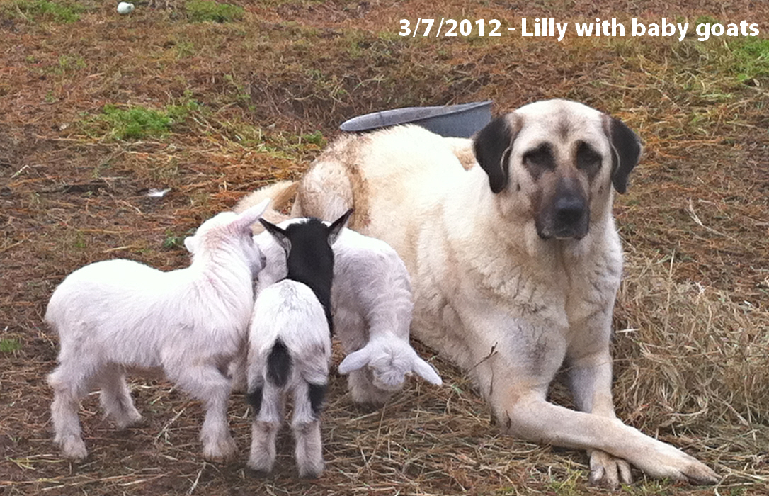 Lilly with newborn baby goats
