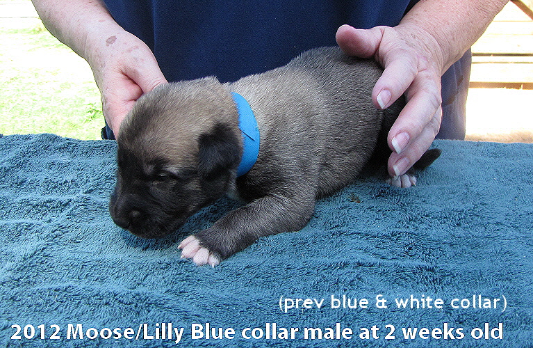 Pups at two weeks old
