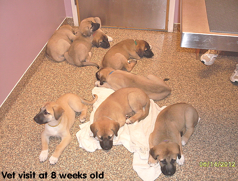 Pups going in for their Vet Check at 8 weeks old