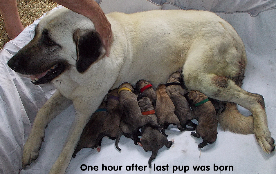 pups one day after last pup was born