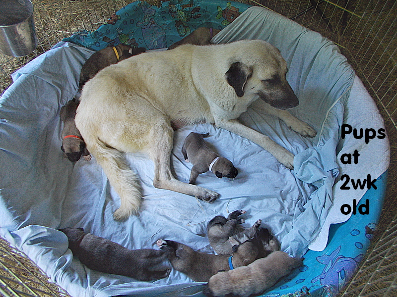pups at two weeks old