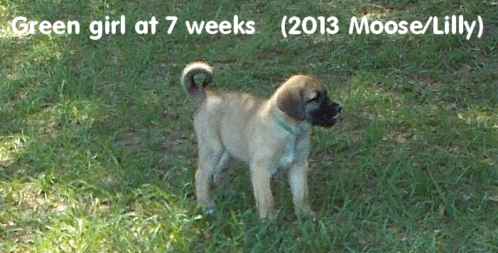 pups at seven weeks old