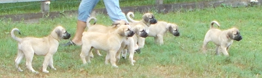 pups at nine weeks old