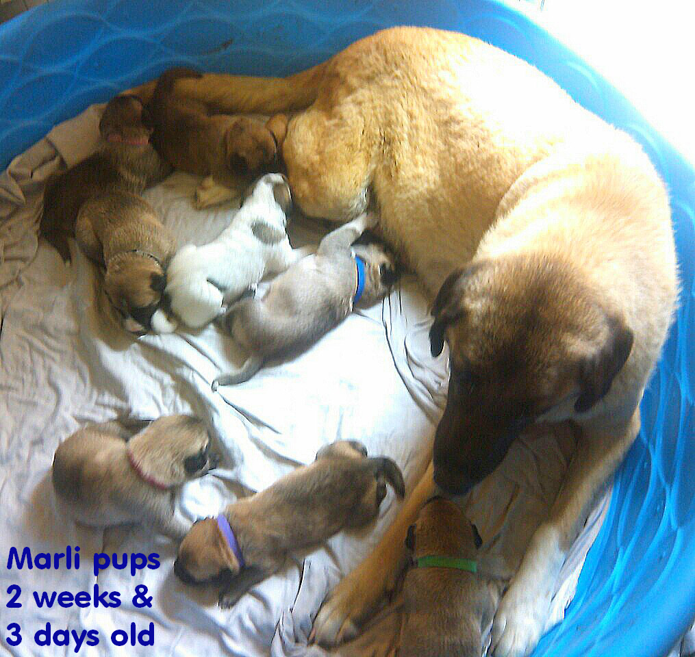 Pups at two weeks & three days old