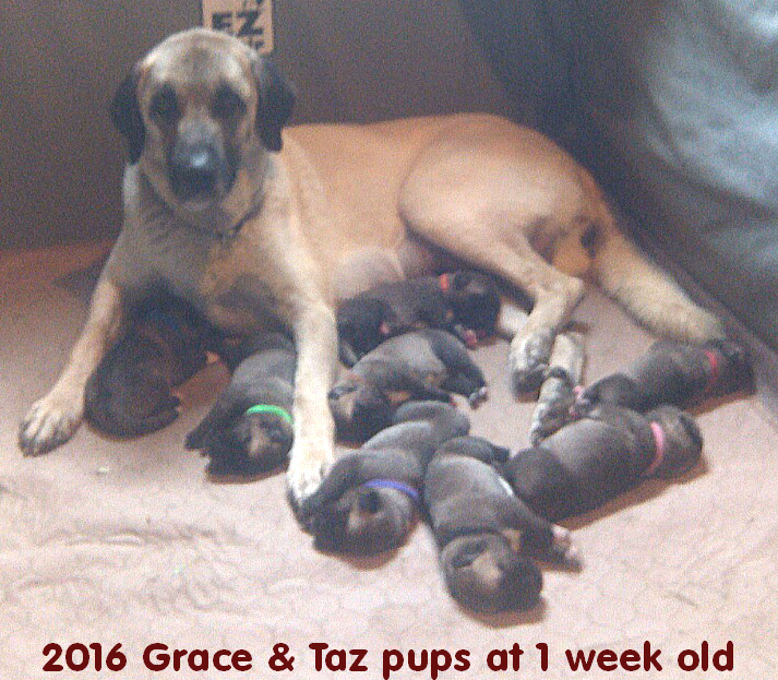 Pups at 1 week old