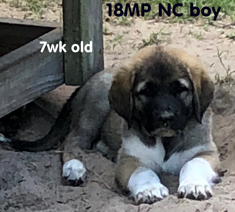 Pups 7 weeks old