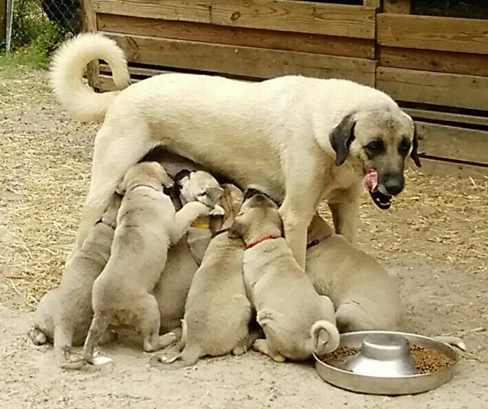 Pups at 8 weeks old
