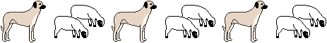 anatolian shepherd dog guarding sheep