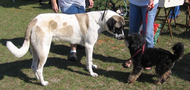 Daisy meeting another friend