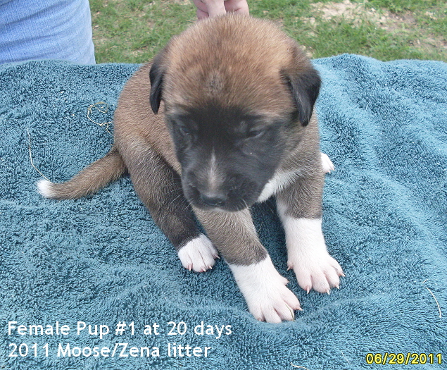 Female Pup #1 at 20 days old