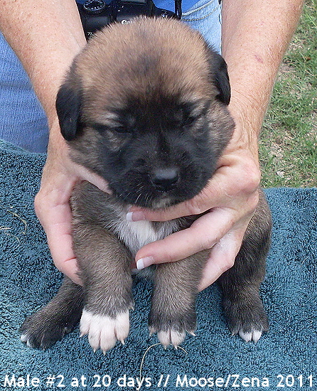 Male Pup #2 at 20 days old