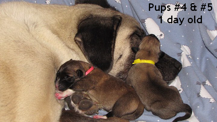 Mom and Pups at 1 day old