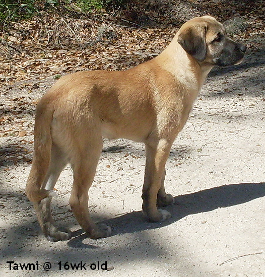 Tawni at 16 weeks