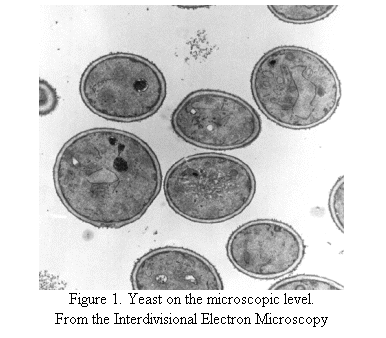 Text Box:  
Figure 1. Yeast on the microscopic level.
From the Interdivisional Electron Microscopy
