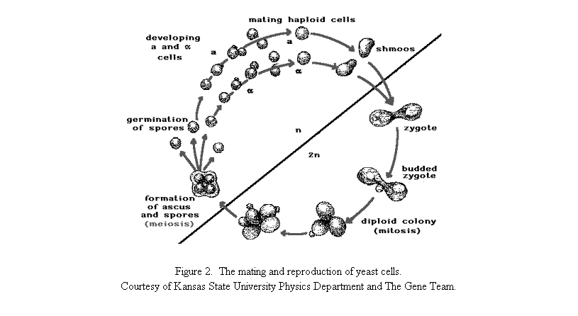 Text Box:  
Figure 2.  The mating and reproduction of yeast cells.
Courtesy of Kansas State University Physics Department and The Gene Team.
