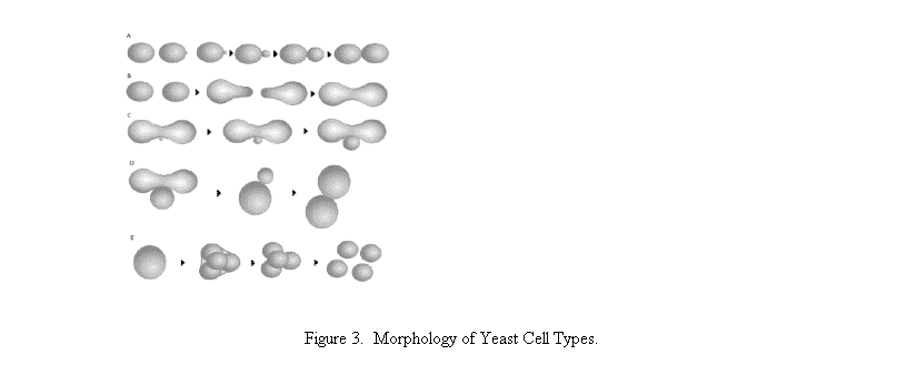 Text Box:  
Figure 3.  Morphology of Yeast Cell Types.
