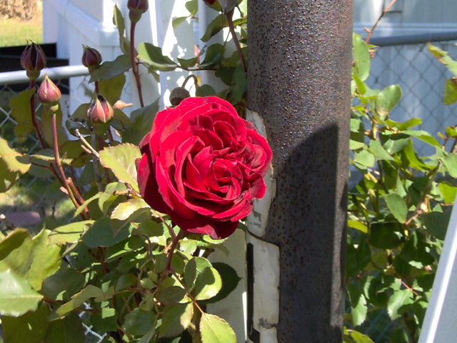 [Yes Pam, I know you are still with us. Thank you for the sign]