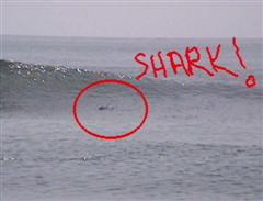 Feeding frenzy during the earlier heats make spongers really live up to the name Shark Biscuits!