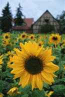 5194.gif (17262 bytes)