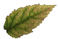 GREENLEAFBLANK.GIF (3226 bytes)