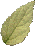 WHILEAFSM.GIF (1843 bytes)