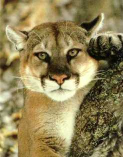 Native American Ring